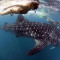 Diving with whale sharks