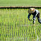 Anantara_Golden_Triangle_RICE-PLANTING-EXPERIENCE_le_page