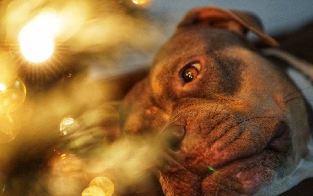 How to Make Sure Your Furry Friends are Comfortable this New Year’s Eve