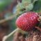 img120417_strawberry02