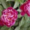 China, Henan Province, Luoyang, Chinese peony in blossom