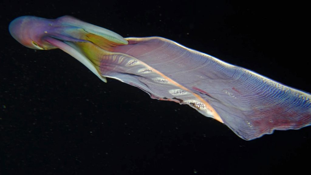 Rare Rainbow-colored Blanket Octopus Caught On Diver's Camera In ...