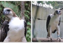 Philippine Eagle