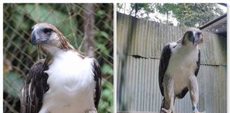 Philippine Eagle