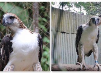 Philippine Eagle