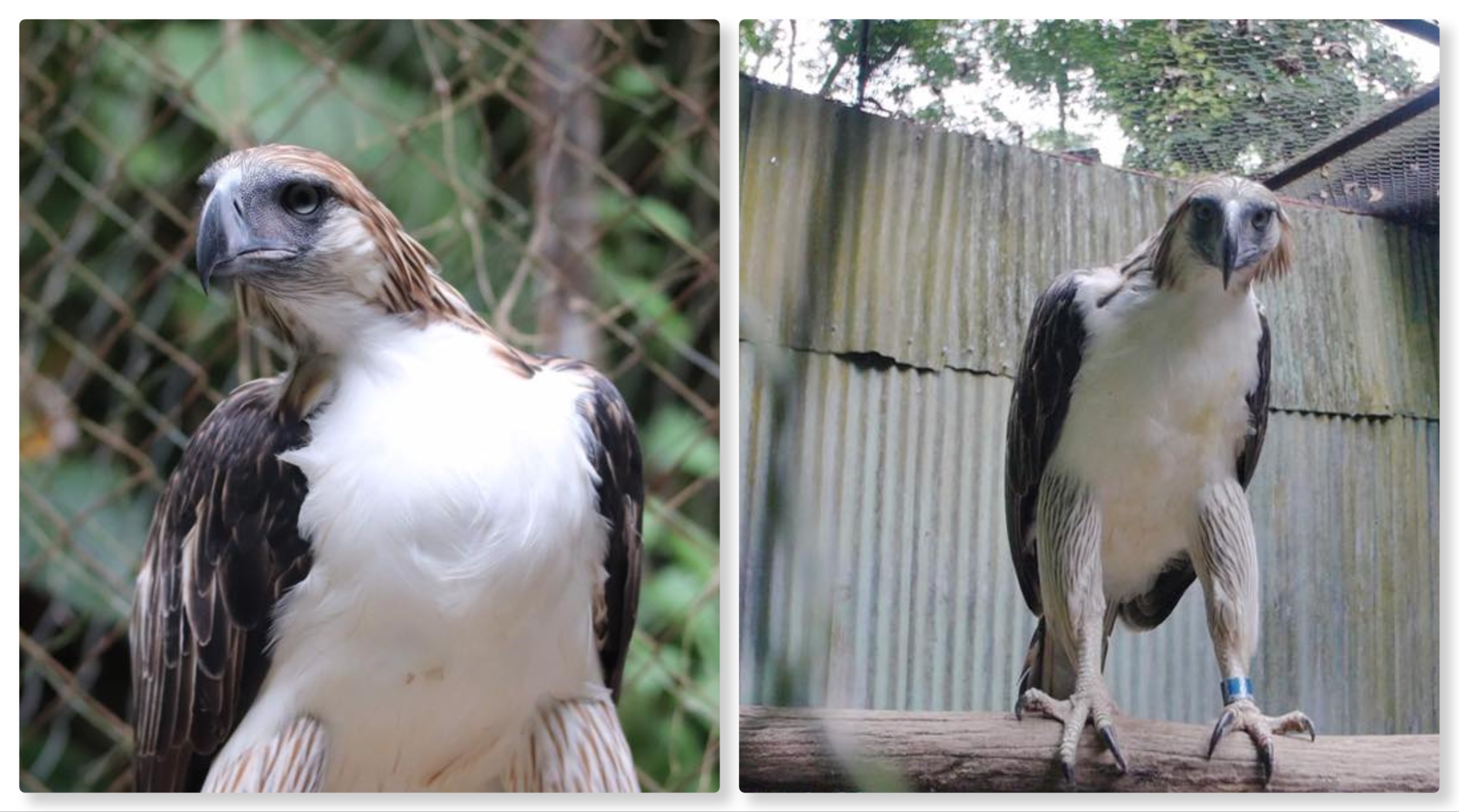 Philippine Eagles Geothermica and Sambisig