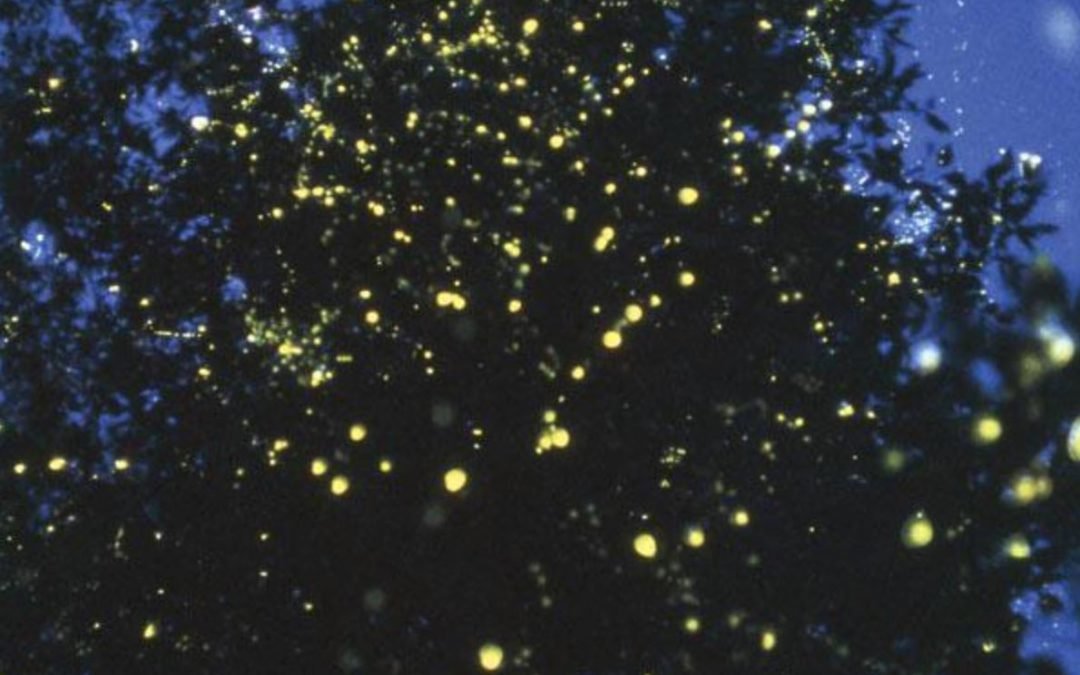 Palawan’s Nagsagipi River offers “Home of the Fireflies” watching tours