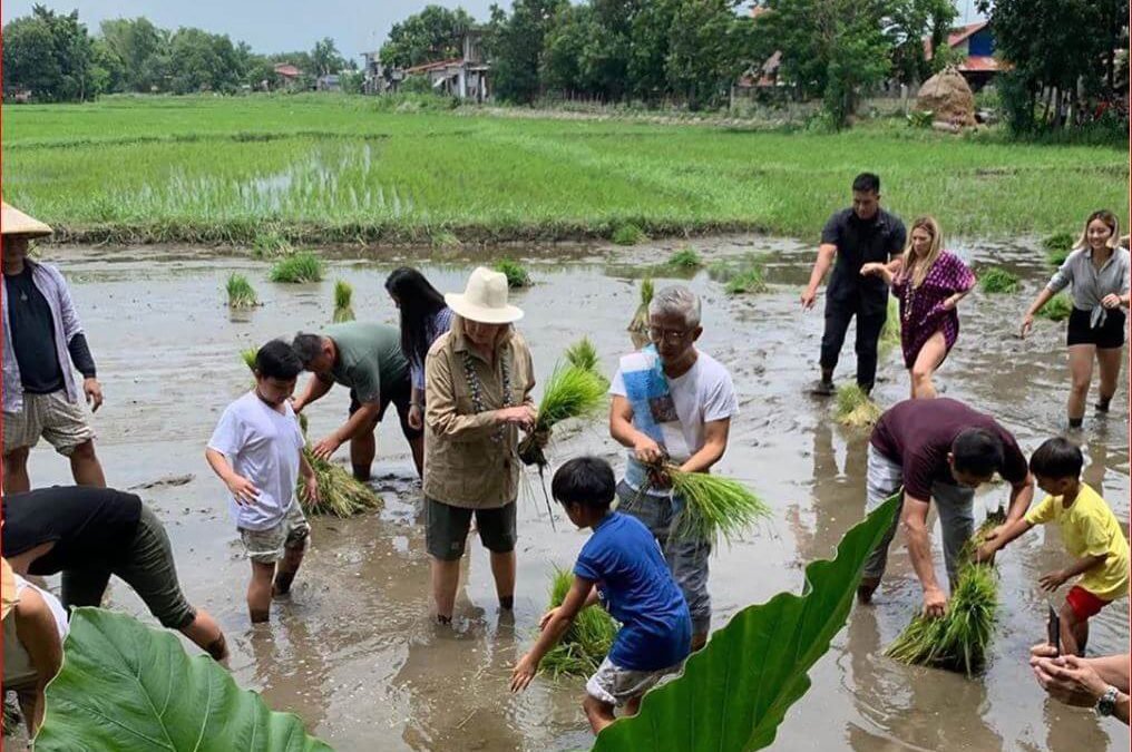 Martha Stewart plants native rice in Sta. Rita, Pampanga