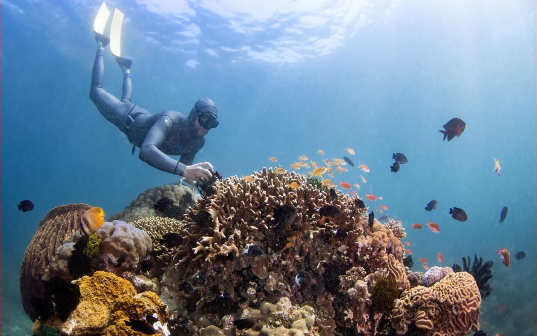 Puerto Galera’s unique marine life explored by French and Swiss underwater investigation teams