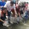 anti Dengue mosquito fish release