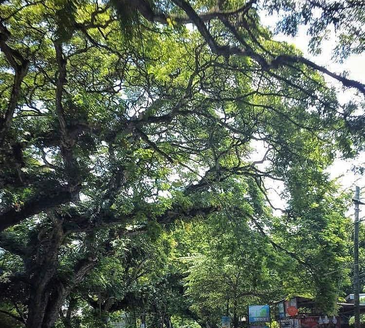 Cebu saves centuries-old heritage trees in cities of Carcar, Naga