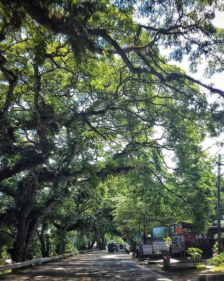 Cebu heritage trees