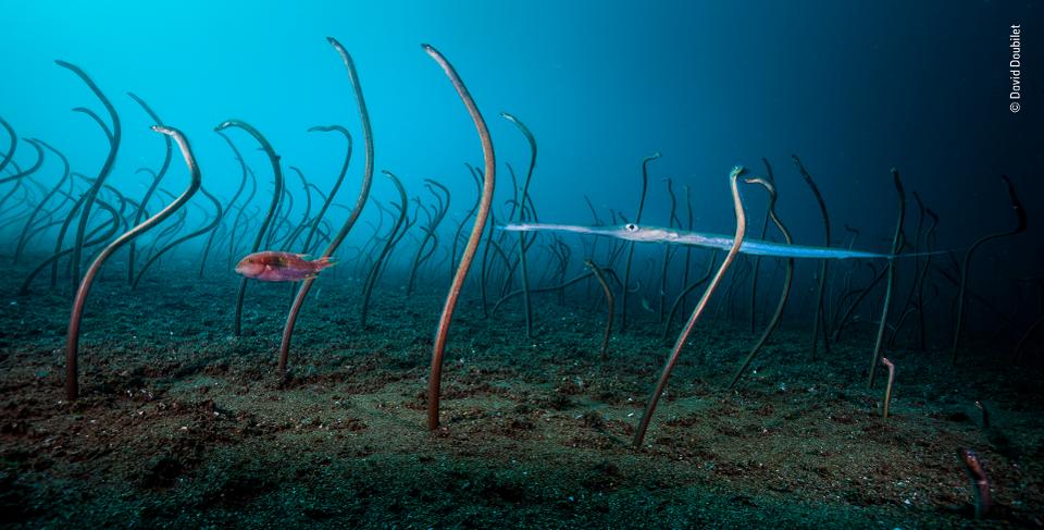 Negros Island’s Dauin Garden Eels