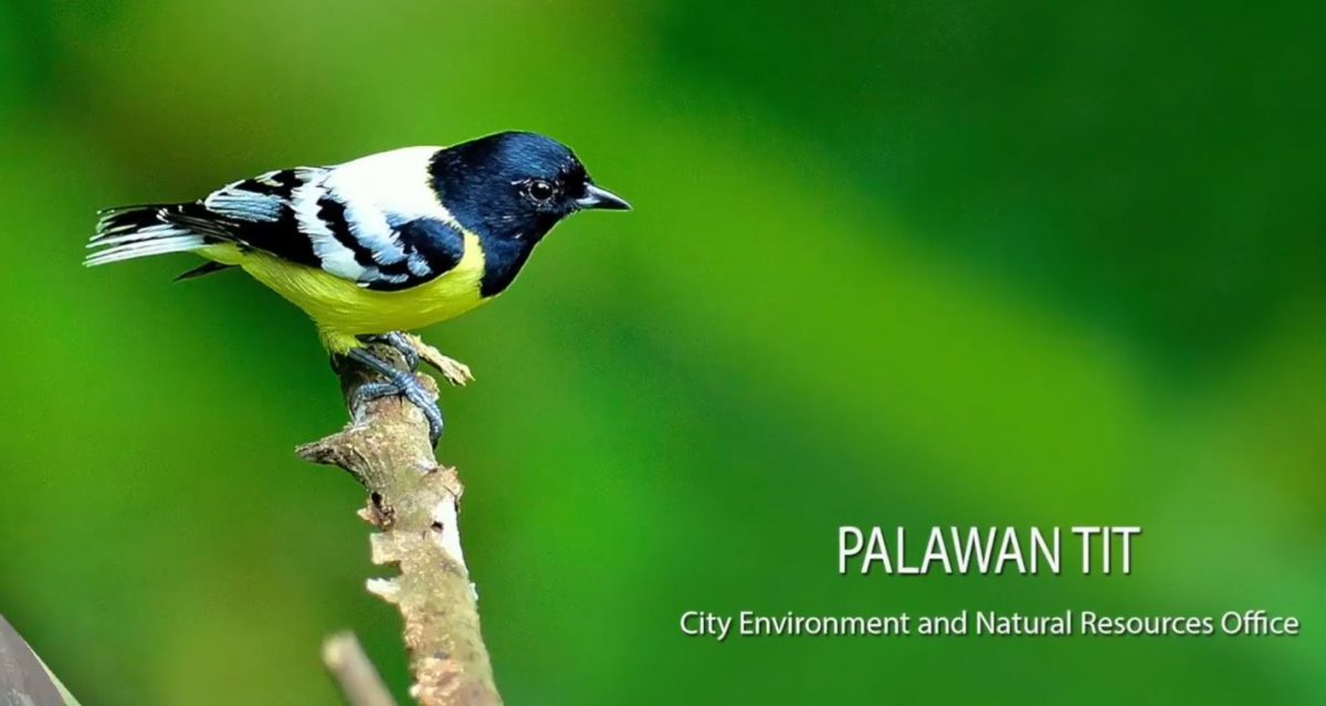 Palawan Philippine Bird Capital