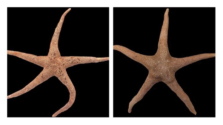 Sea stars