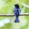 Drongo-Cuckoo