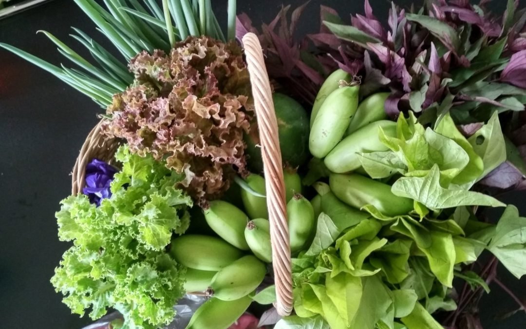 UP Los Baños proposes edible landscaping as healthy food source solution