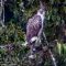 Philippine Eagle