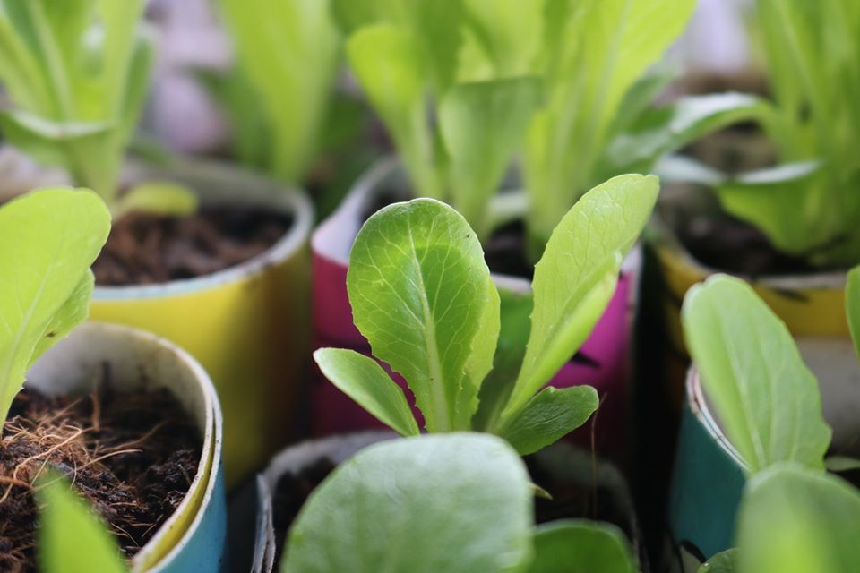 Baguio City vegetable seedlings