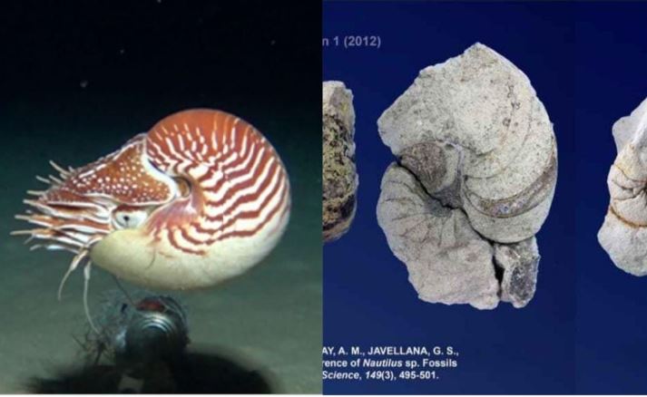Philippines' oldest Nautilus fossils discovered in Batangas by UP  Diliman-led team - Good News Pilipinas