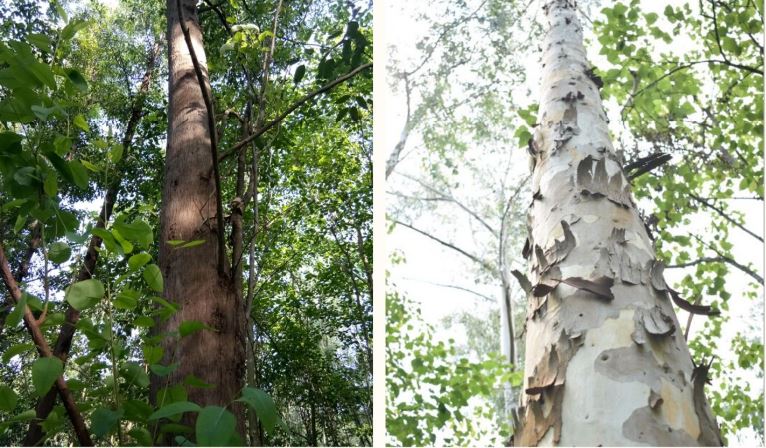 Tree Plantation Species