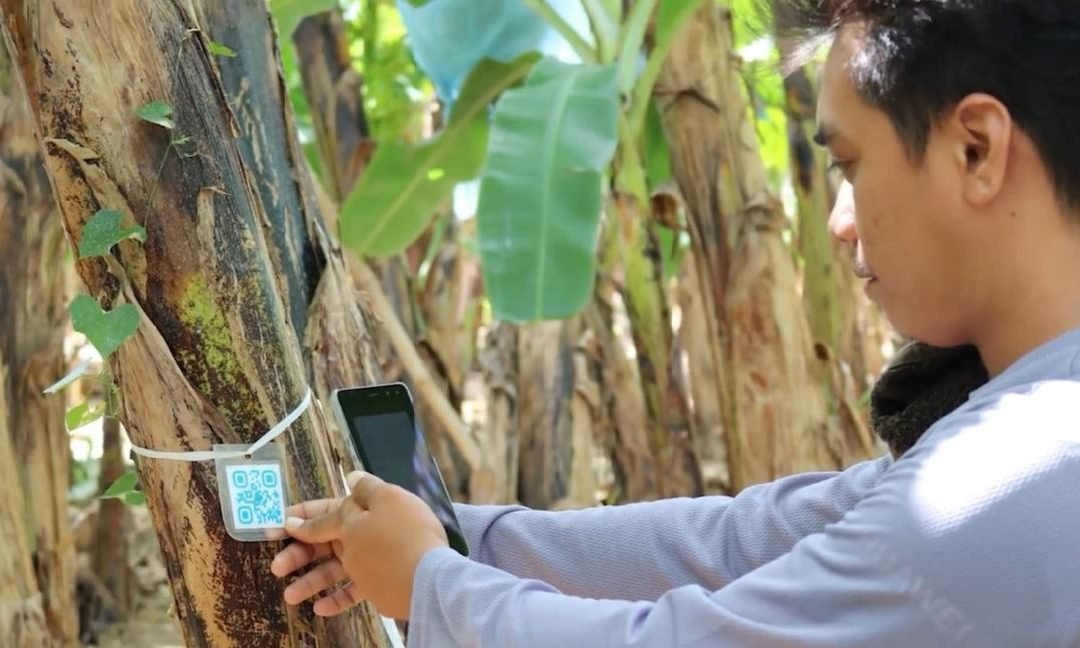 University of Southeastern Philippines, DOST develop surveillance system for banana disease