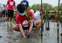 Manila Bay mangrove