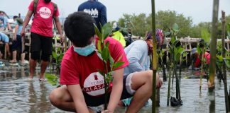 Manila Bay mangrove