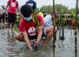 Manila Bay mangrove