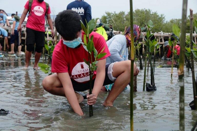 Manila Bay mangrove
