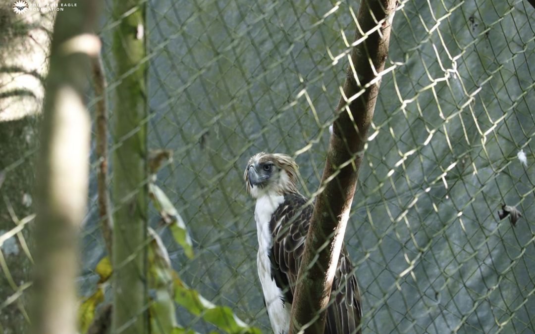 Philippine eagle protection aided by DMCI Homes