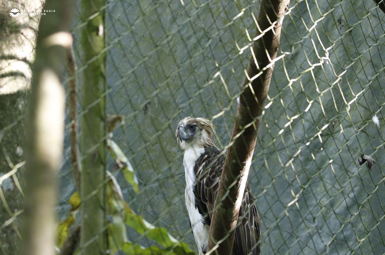 Philippine Eagle protection DMCI