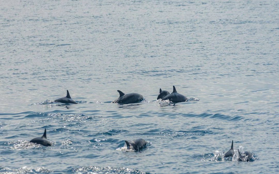 Dolphins, dugong spotted on Sarangani Bay
