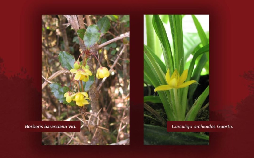 UPLB Botanist names medicinal plants for potential COVID 19 treatment