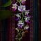 Ph orchid 2