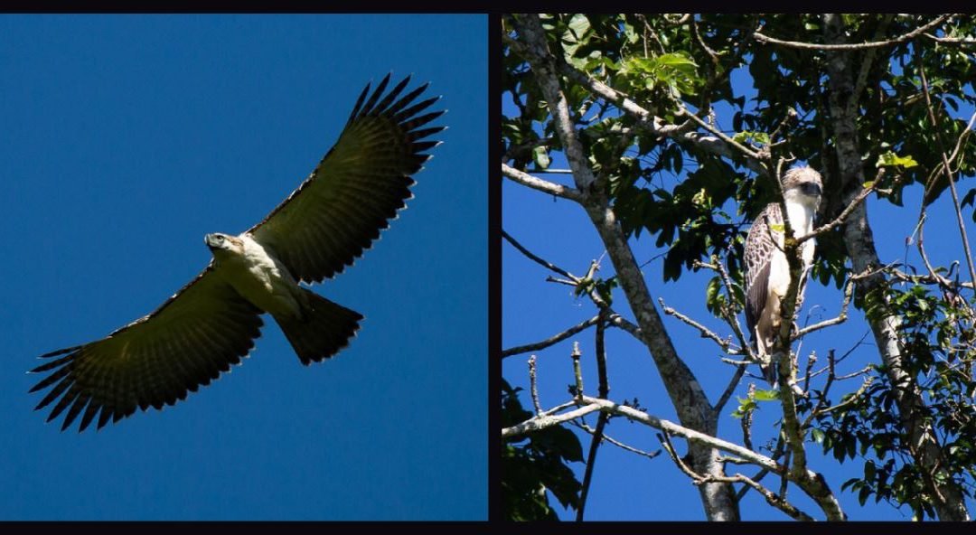 New family of endangered Philippine eagles found in Davao Oriental