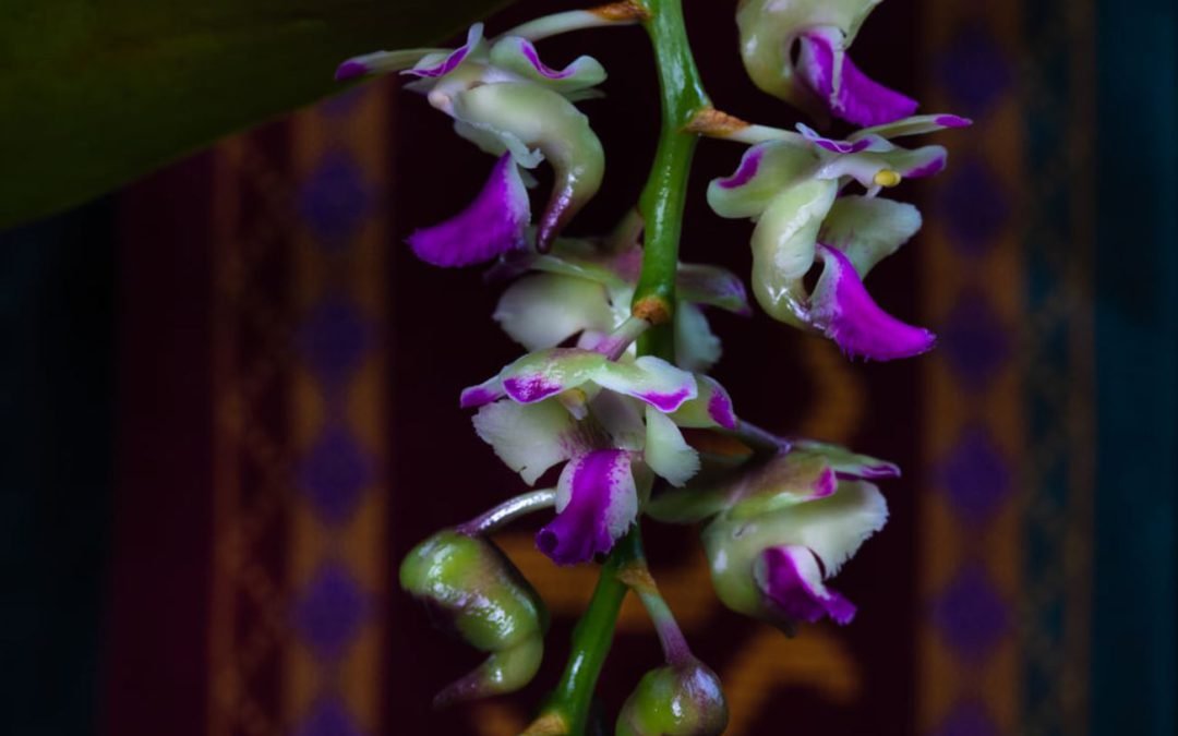 Filipino eye surgeon names new Philippine orchid species after UP College of Medicine