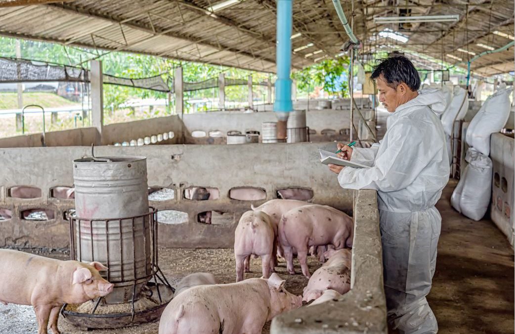 BPI: Strict biosecurity needed to survive and thrive amid African Swine Fever