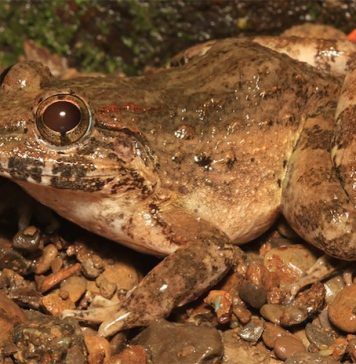 Giant Luzon fanged frog - Good News Pilipinas