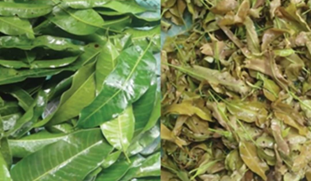 Philippine mango leaves found with anti-aging, whitening properties – UPLB study