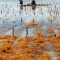 Seaweed_farm_uroa_zanzibar2