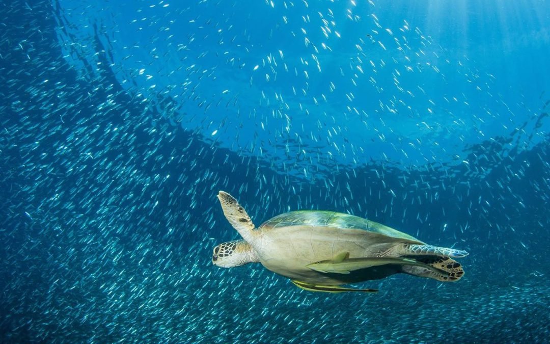 Philippines hailed Best Dive Destination in Travel Weekly Asia Readers’ Choice Awards