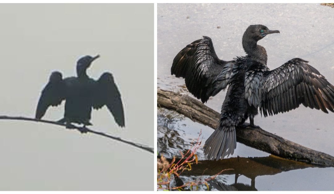 LOOK: 1st Philippine sighting of Little Black Cormorant bird in Zamboanga