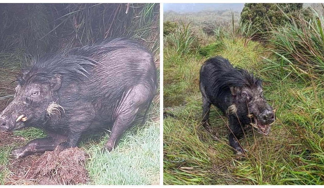 Rare Philippine Warty Pig makes 1st Appearance at Mt. Apo