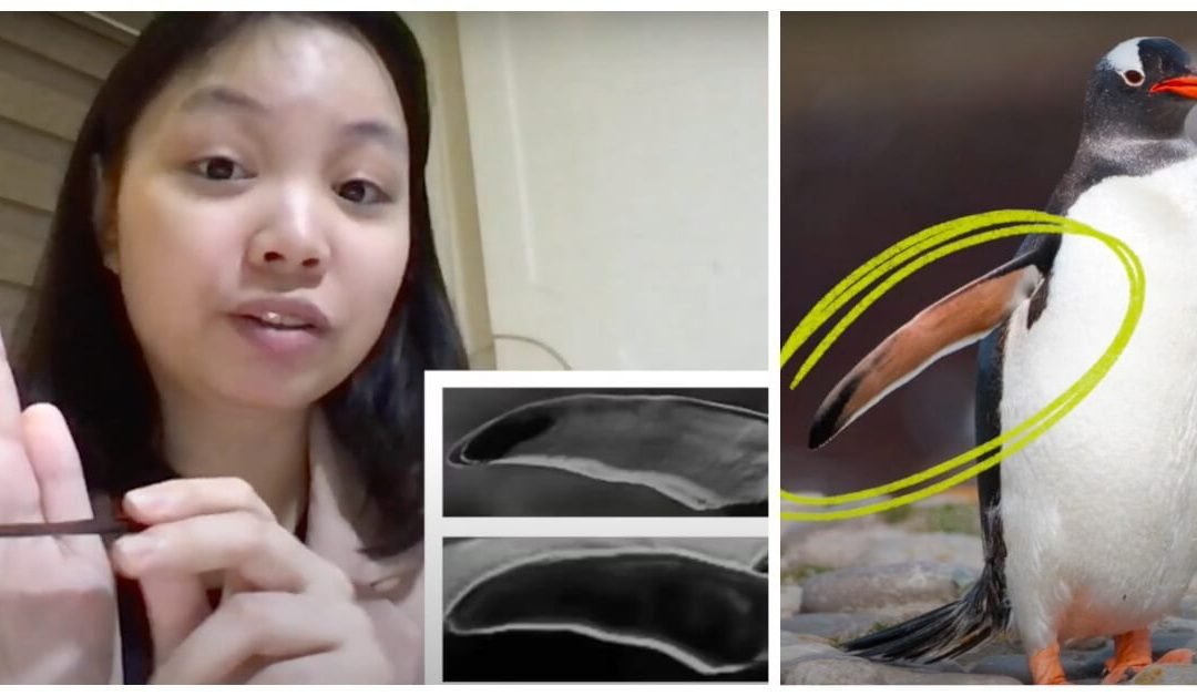 Philippine Science High School student’s penguin-inspired turbine wins NYC Clean Tech award