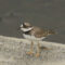 Long-billed Plover1_Mads Bajarias