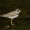 Long-billed Plover2_Mads Bajarias