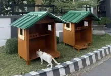 Outdoor cat shelters