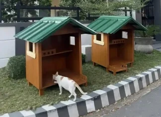 Outdoor cat shelters