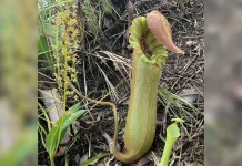 Pitcher Plants GoodNewsPilipinas